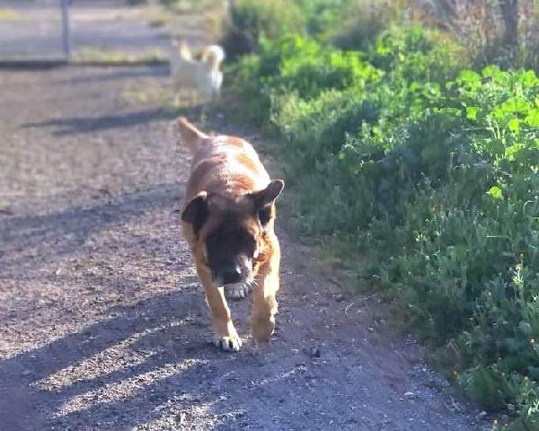 Tyson gigante dal carattere mite (nato intorno al 2014) Foto 5